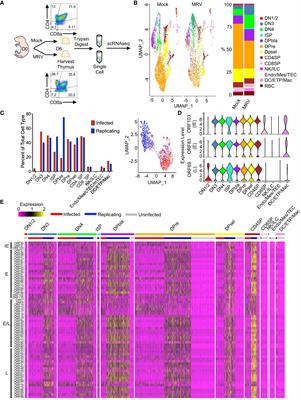 Transcriptomic profiling of thymic dysregulation and viral tropism after neonatal roseolovirus infection